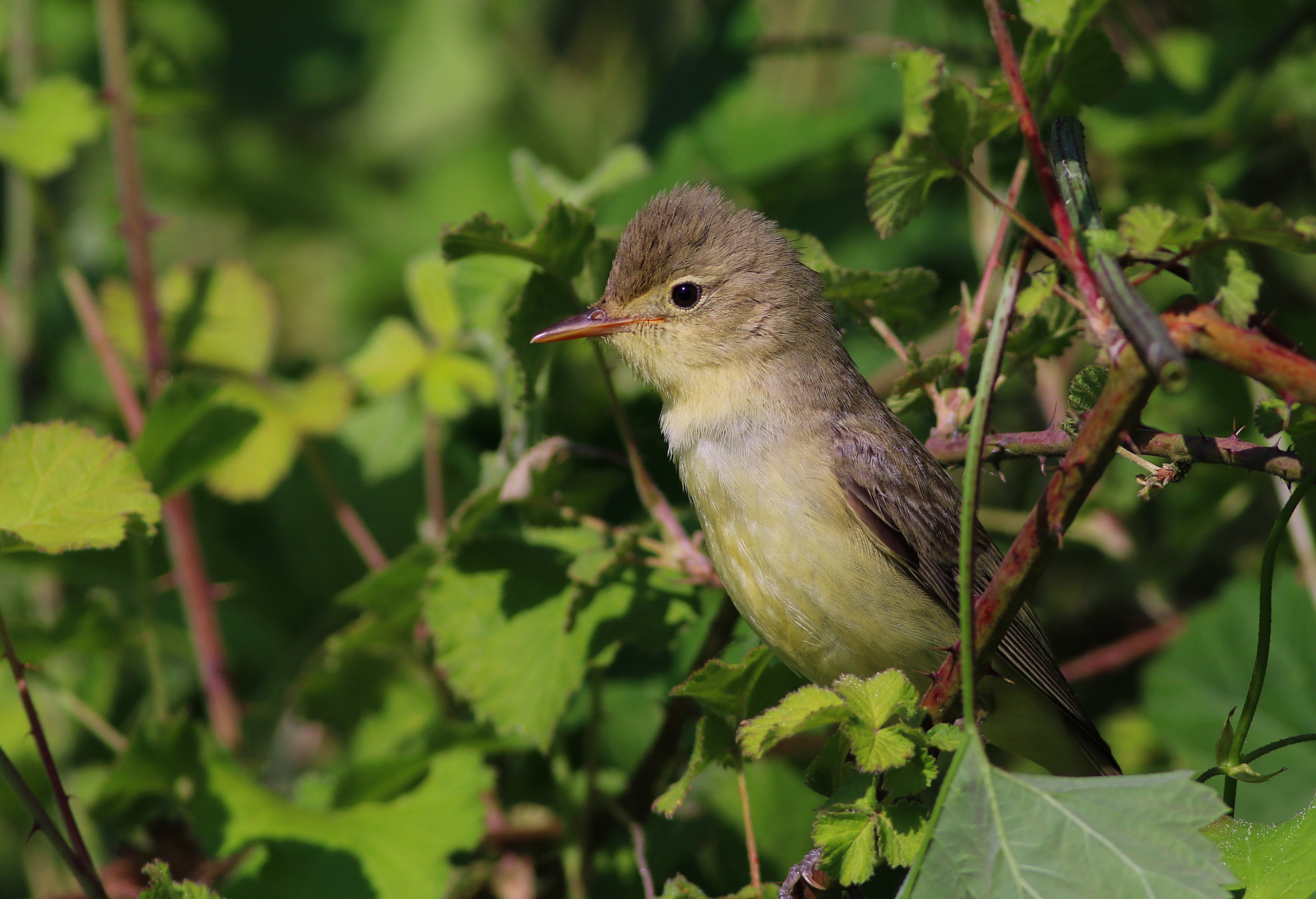Icterine Warbler